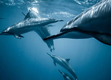 奇异果app-北京国安德籍体育总经理：希望稳扎稳打